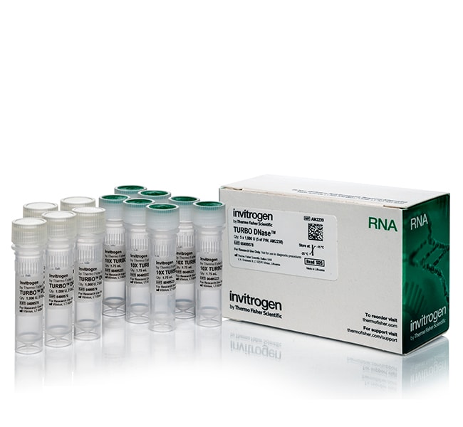 TURBO&trade; DNase (2 U/&micro;L)