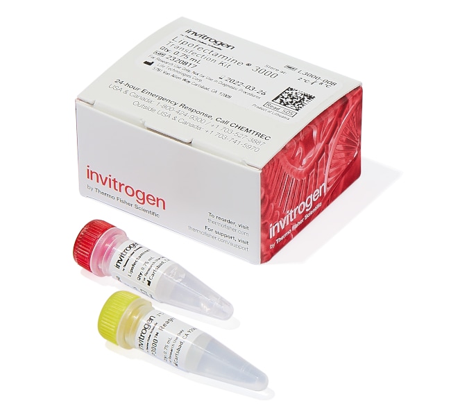 lipofectamine&trade; 3000 transfection reagent