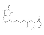 Biotin and derivatives