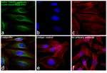 Goat anti-Rabbit IgG (H+L) Highly Cross-Adsorbed Secondary Antibody, Alexa Fluor™ 488 Goat anti-Rabbit IgG (H+L) Highly Cross-Adsorbed Secondary Antibody, Alexa Fluor™ 488