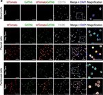 Donkey anti-Goat IgG (H+L) Cross-Adsorbed Secondary Antibody, Alexa Fluor™ 647 Donkey anti-Goat IgG (H+L) Cross-Adsorbed Secondary Antibody, Alexa Fluor™ 647