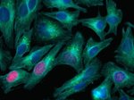 Goat anti-Rabbit IgG (H+L) Highly Cross-Adsorbed Secondary Antibody, Alexa Fluor™ 647 Goat anti-Rabbit IgG (H+L) Highly Cross-Adsorbed Secondary Antibody, Alexa Fluor™ 647