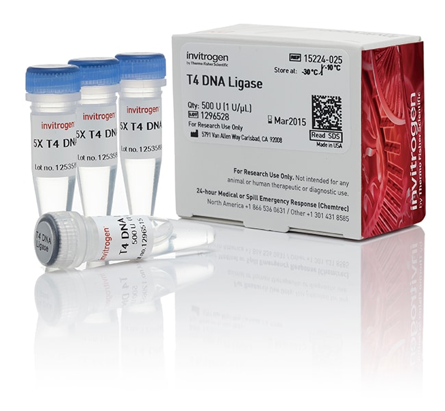 T4 DNA 连接酶 (1 U/µL)