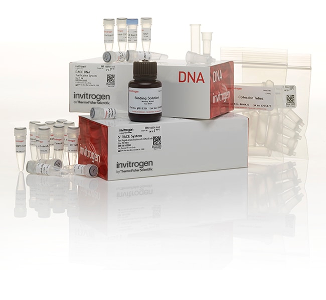 用于 cDNA 末端快速扩增的 5' RACE 系统（版本 2.0）