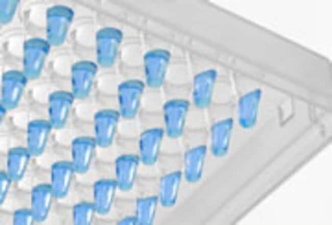 ABsolute Blue QPCR 预混液,SYBR Green,ROX