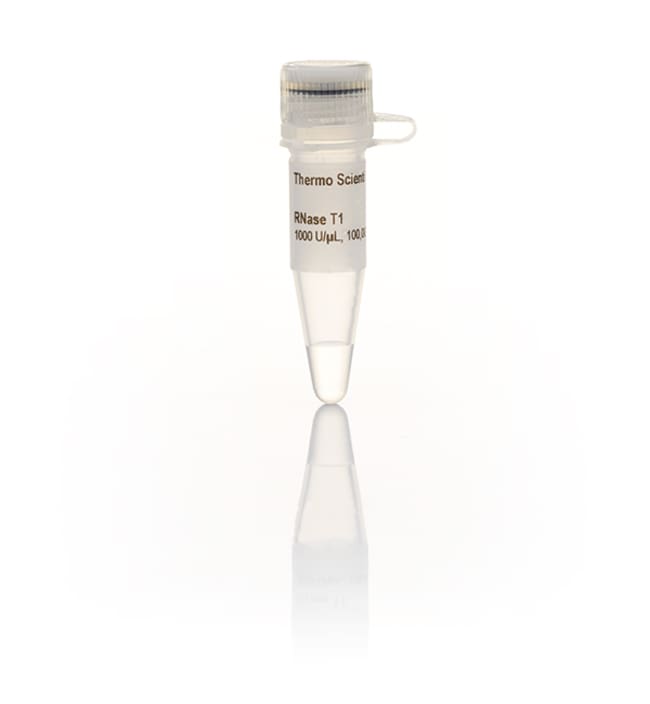 RNase T1 (1000 U/&micro;L)