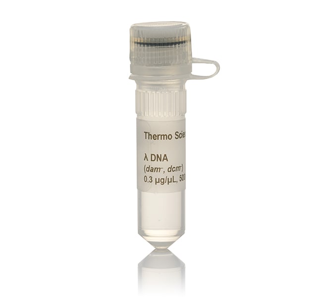 λ DNA (dam&ndash;, dcm&ndash;)