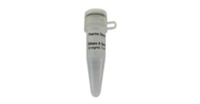 RNase A（10 mg/mL, 不含 DNase 和蛋白酶）