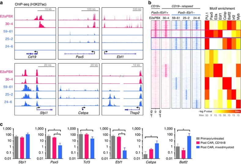 CD19 Antibody, FITC (11-0199-42)