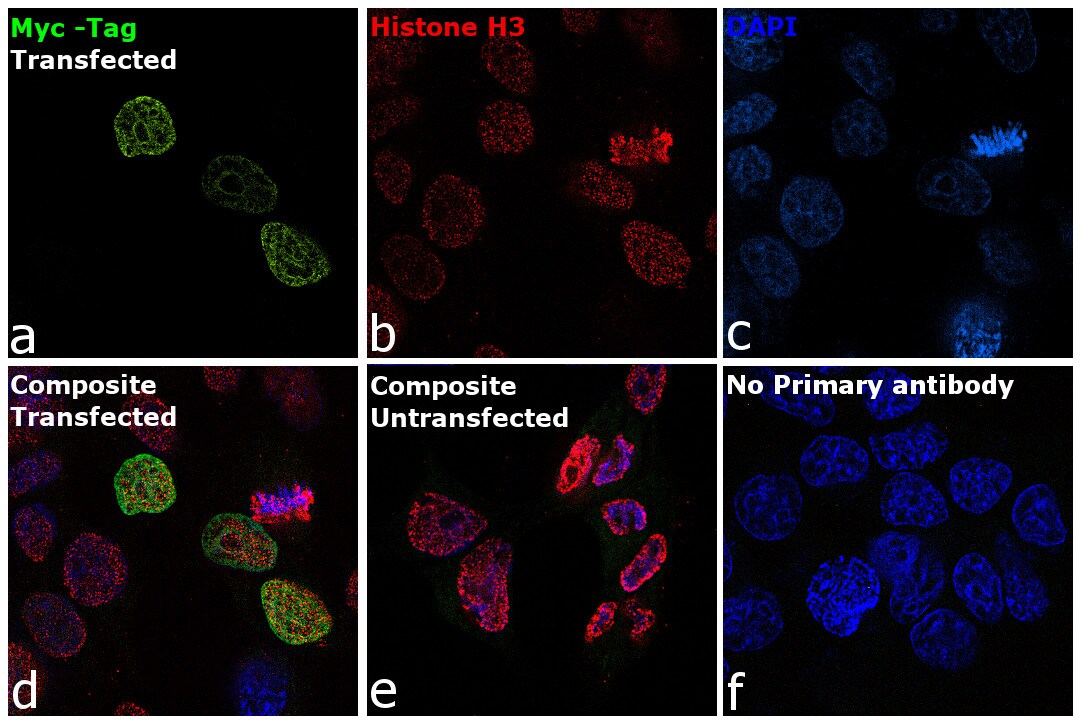 cMyc Antibody, FITC (132511)