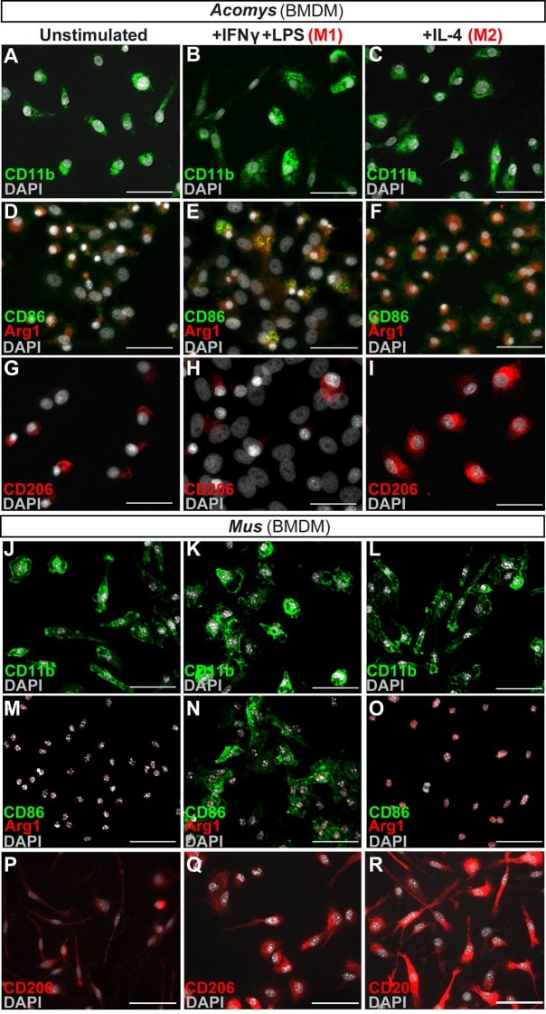 F4 80 Antibody Efluor邃 450 48 4801 82