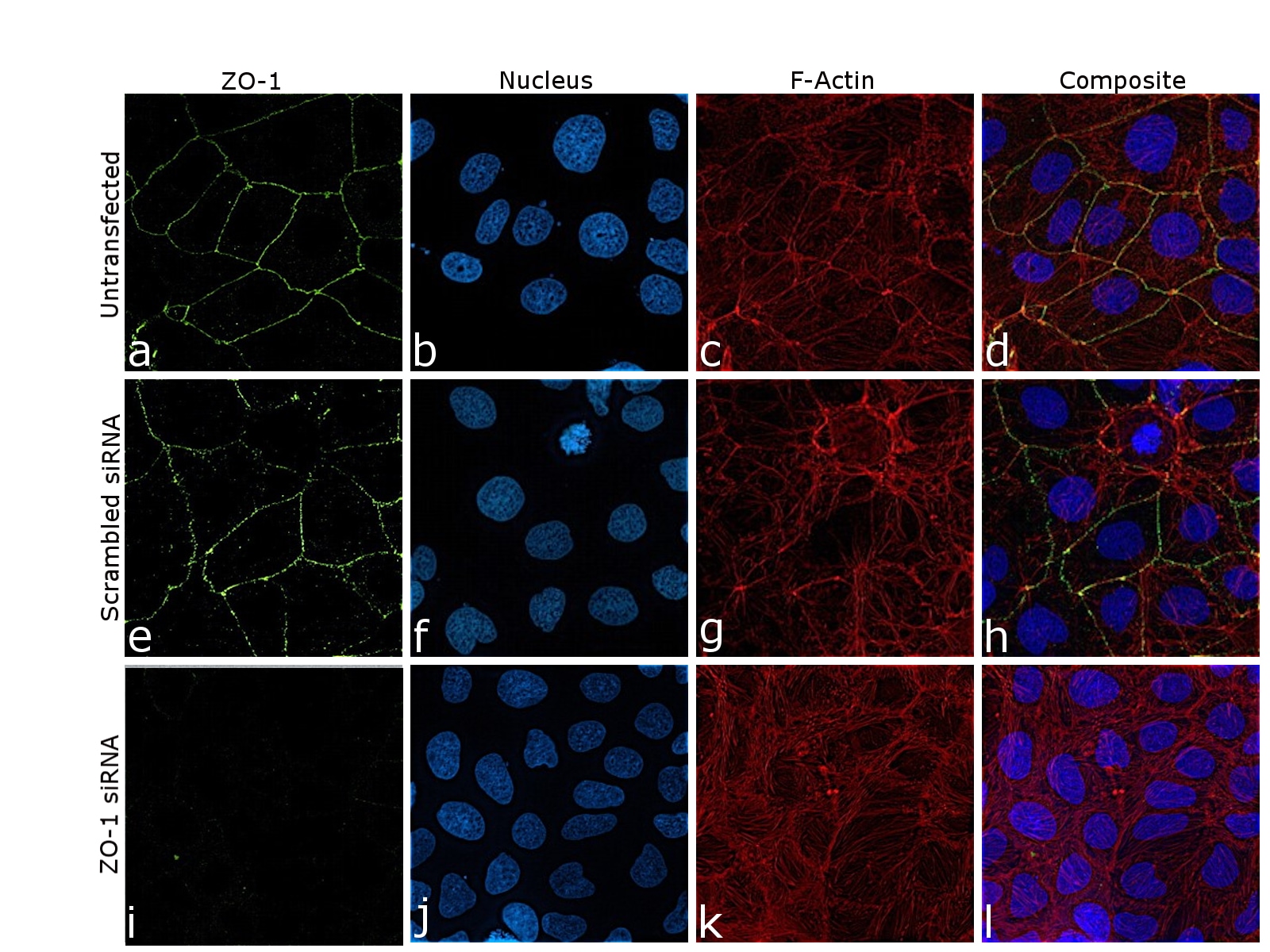 ZO1 Antibody (339100)