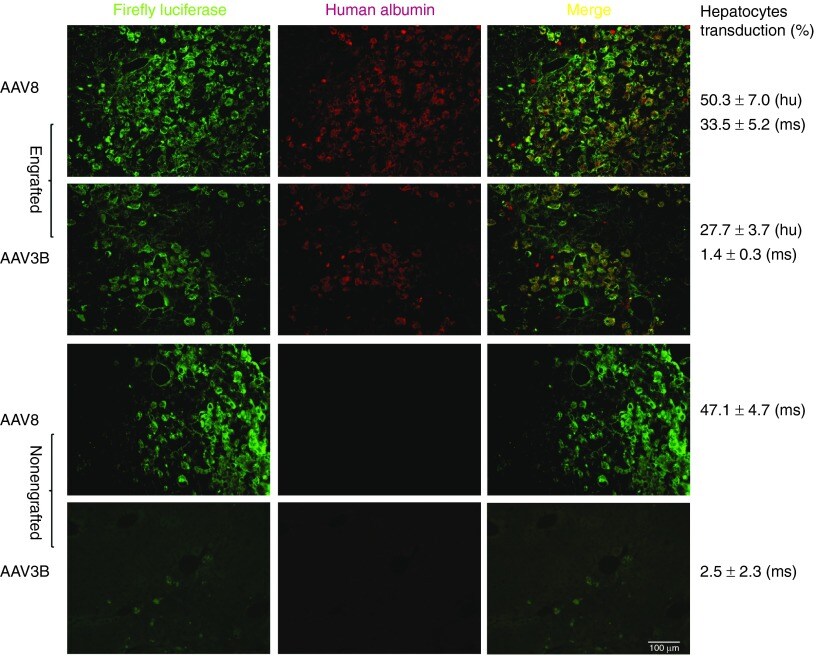 Firefly luciferase Antibody (356700)