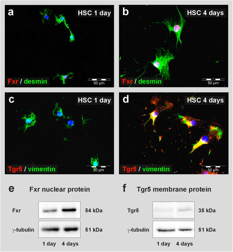 FXR Antibody (417200)