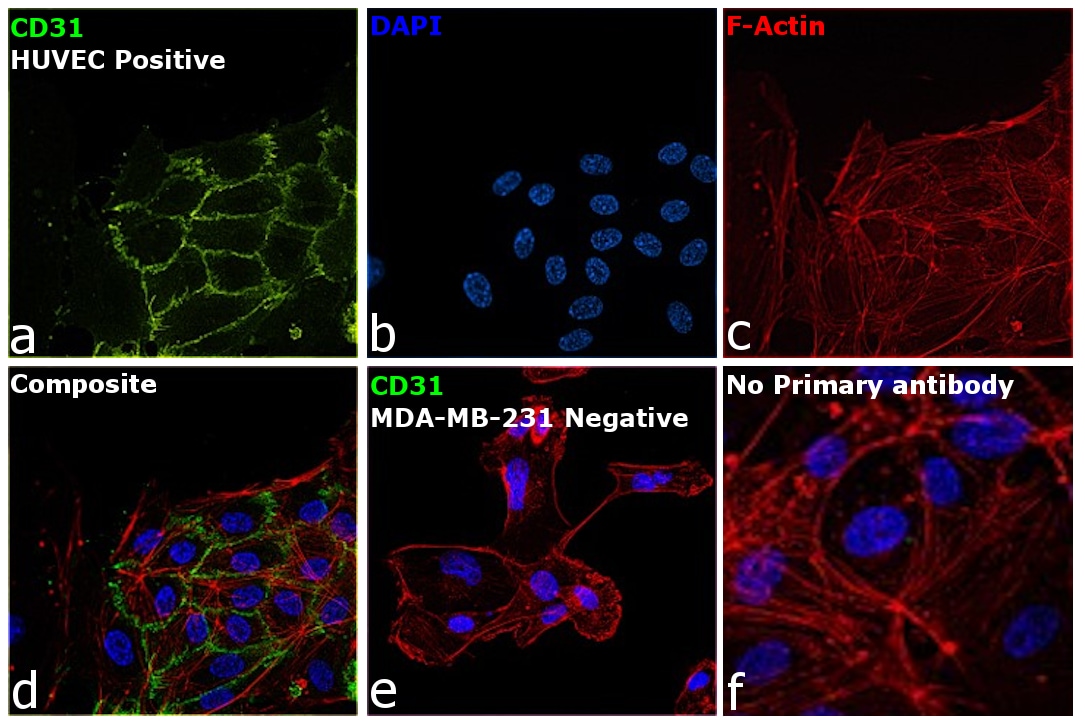 CD31 (PECAM1) Antibody, eFluor™ 450 (48031942)