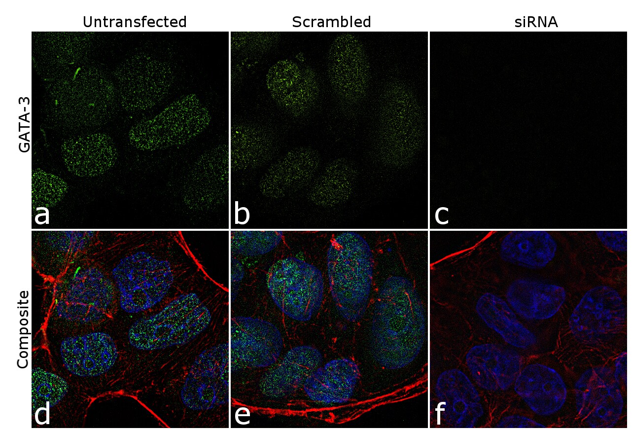 Gata-3 Antibody, Alexa Fluor™ 488 (53-9966-42)