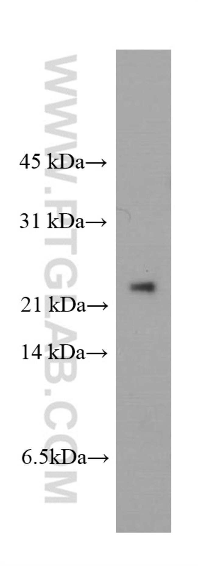 Peroxiredoxin 2 Antibody 602 1 Ig