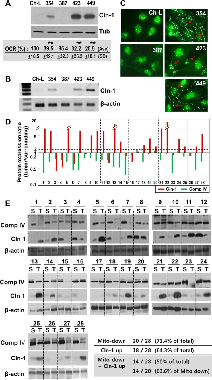 Claudin 1 Antibody (71-7800)