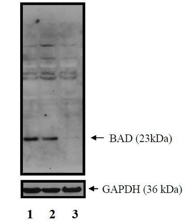 BAD Antibody (PA517896)