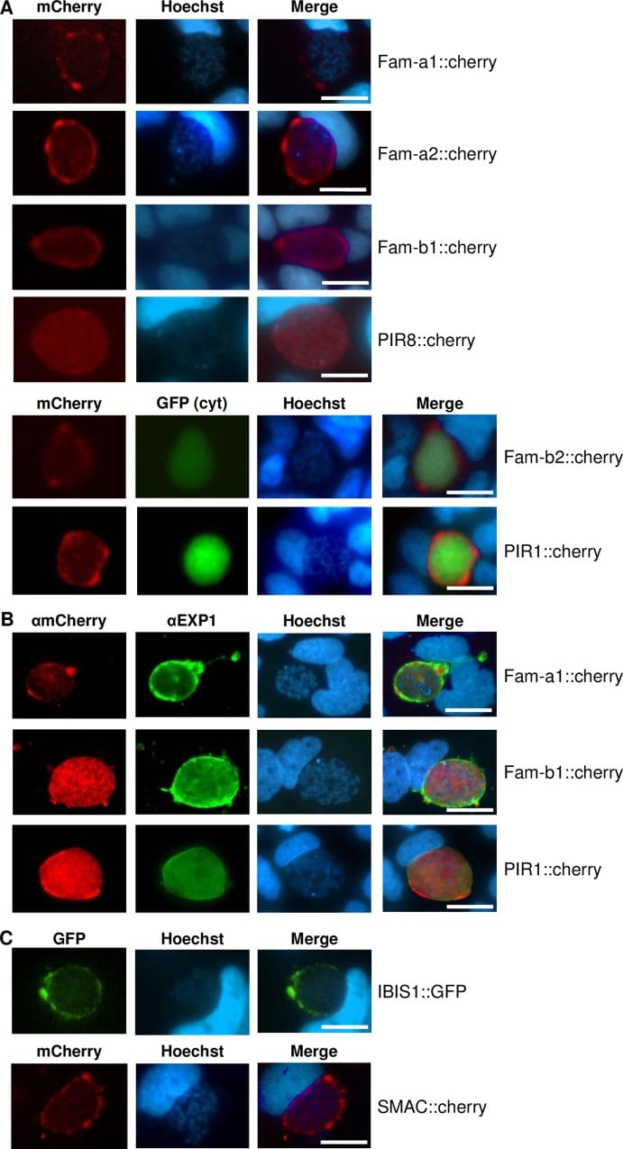 mCherry Antibody (M11217)
