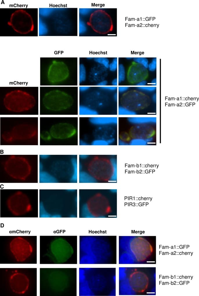 mCherry Antibody (M11217)