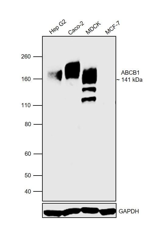 PGlycoprotein Antibody (MA126528)