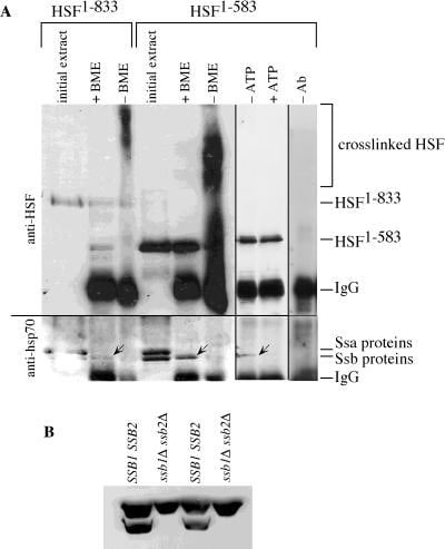 HSP70 Antibody (MA3-007)