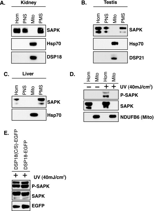 mtHSP70 Antibody (MA3028)