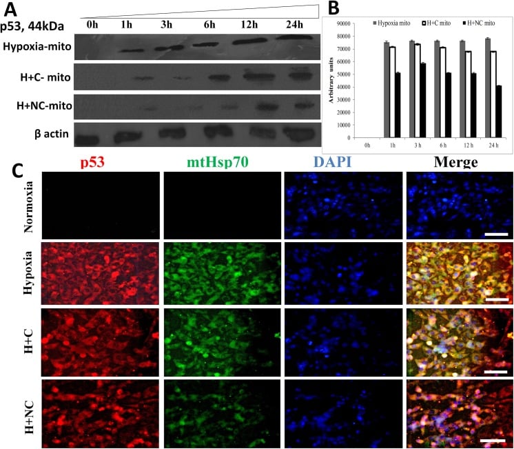 mtHSP70 Antibody (MA3-028)