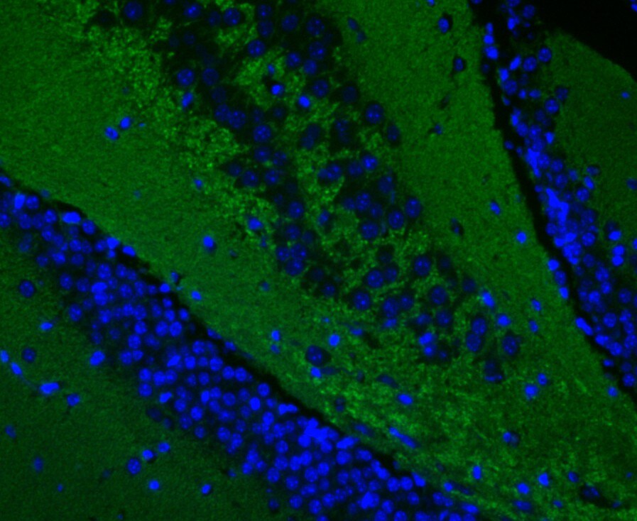 Synapsin II Antibody (MA5-36141)