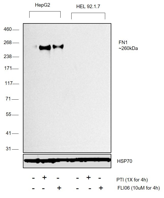 Fibronectin Antibody (MA511981)