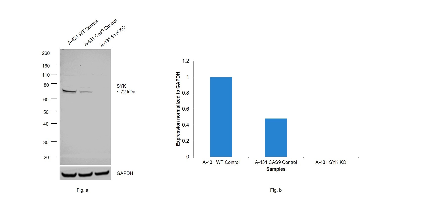 Syk Antibody (MA5-17207)