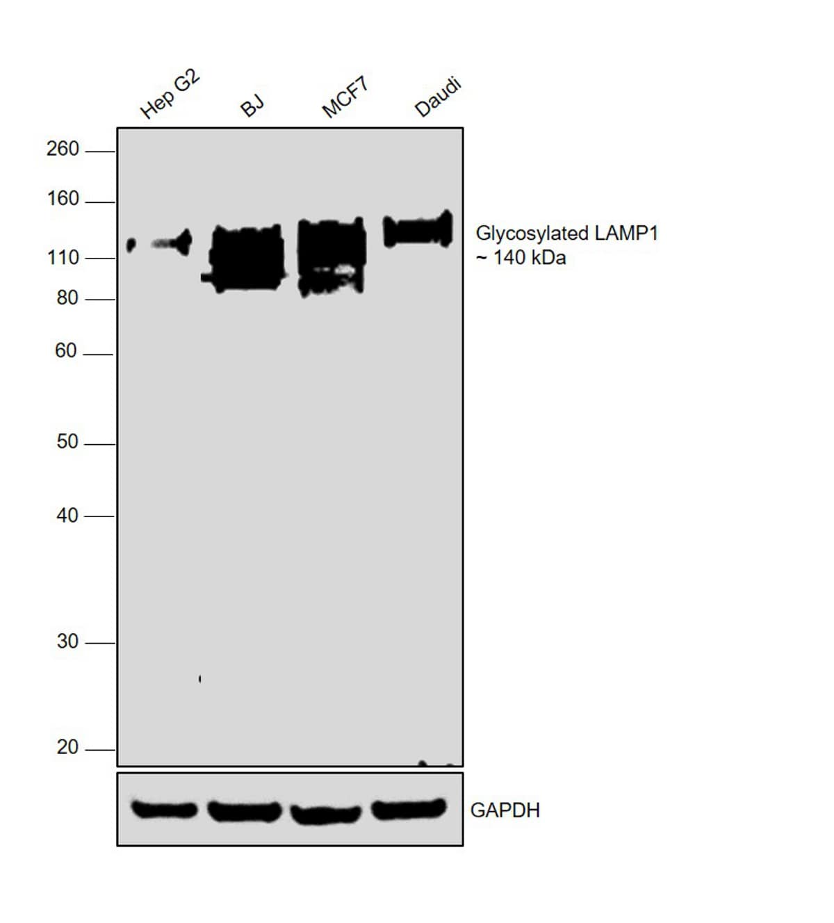 LAMP1 Antibody (MA529385)