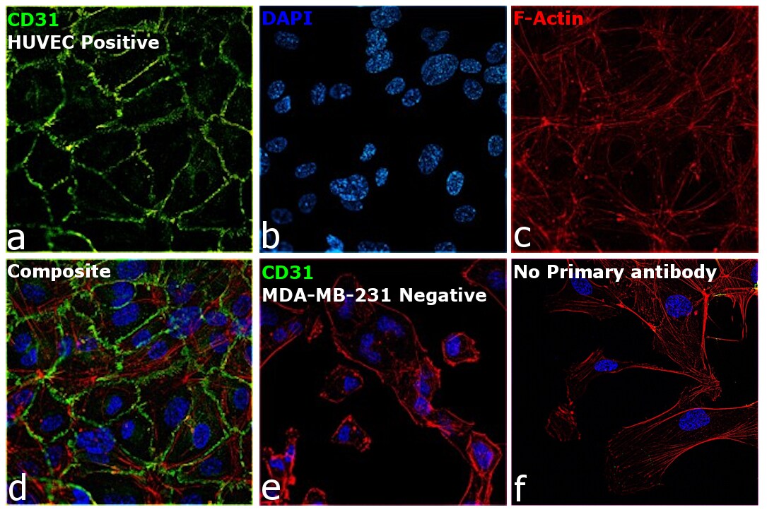 CD31 Antibody (MA529475)