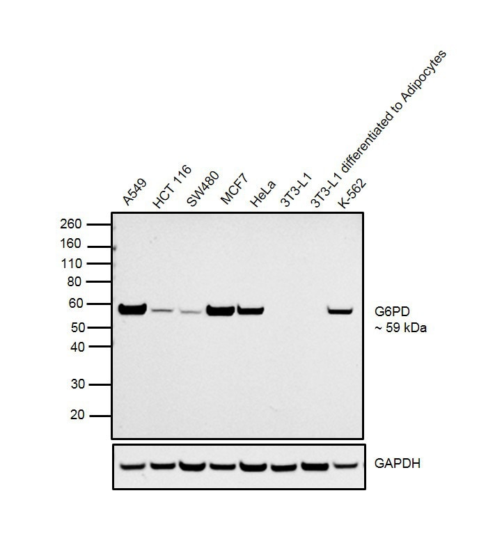 G6PD Antibody (MA532681)