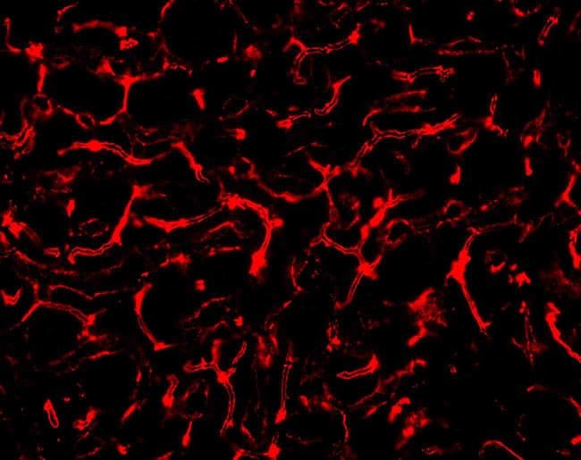 ZO-1 Antibody (40-2200)