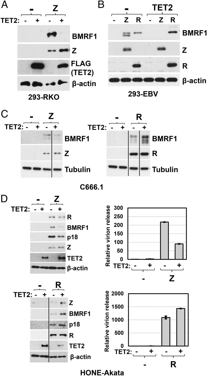 Epstein Barr Virus p18 Antibody (PA173003)