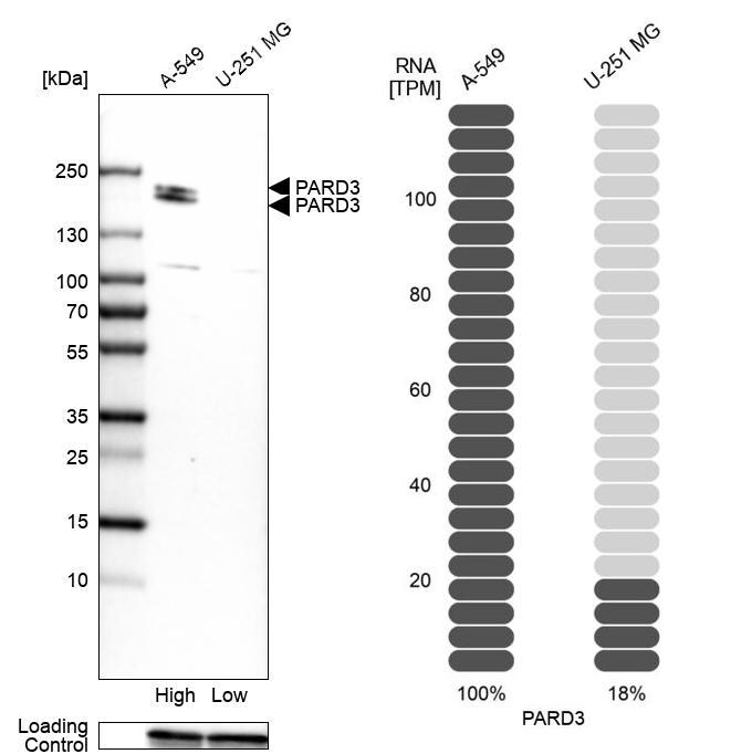PARD3 Antibody (PA556475)