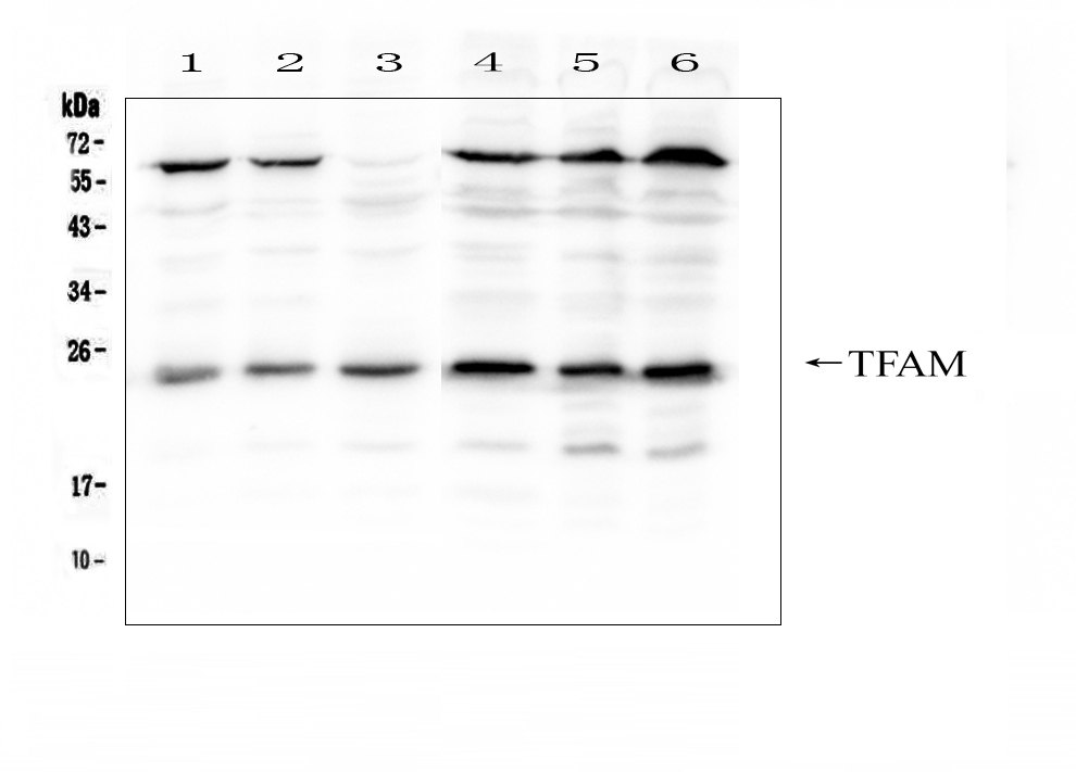 TFAM Antibody PA5 80106 
