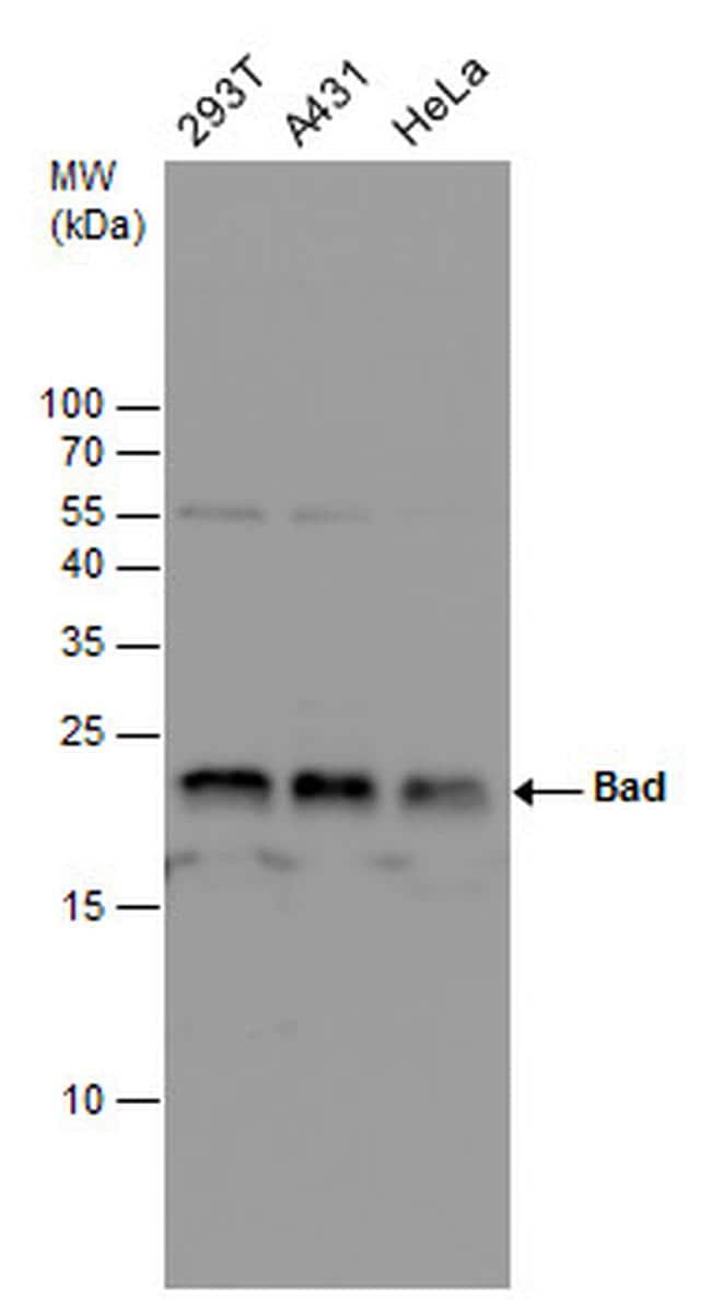 BAD Antibody (PA585624)