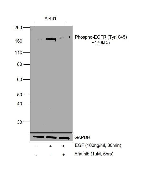 Human EGF Protein (PHG0311)