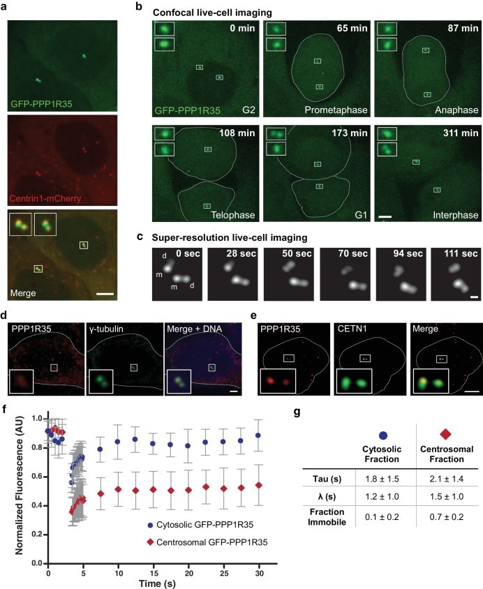 mCherry Antibody (M11217)