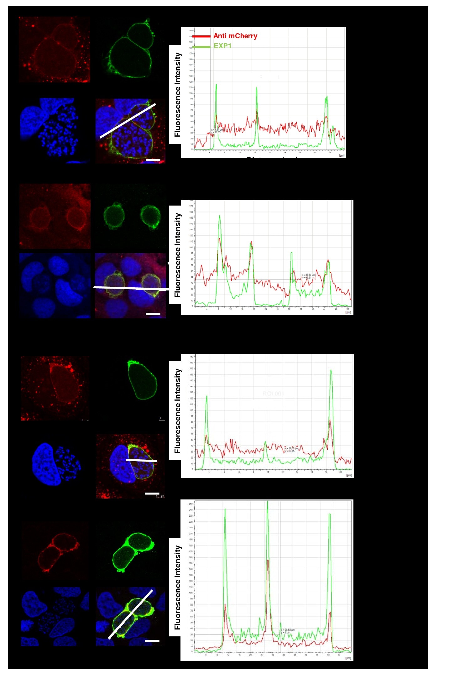 mCherry Antibody (M11217)