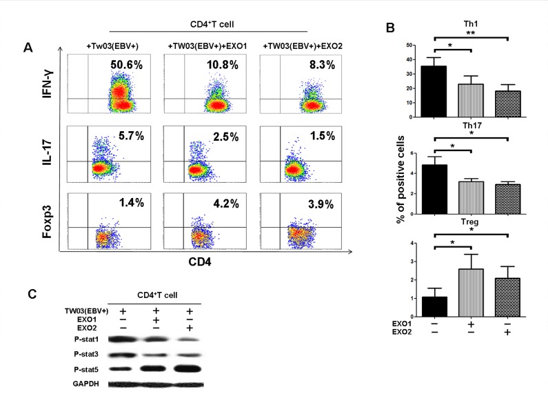 FOXP3 Antibody 14 4777 82 Foxp3 antibody 14 4777 82
