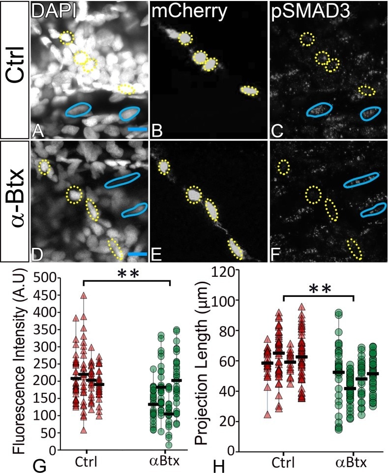 mCherry Antibody (M11217)