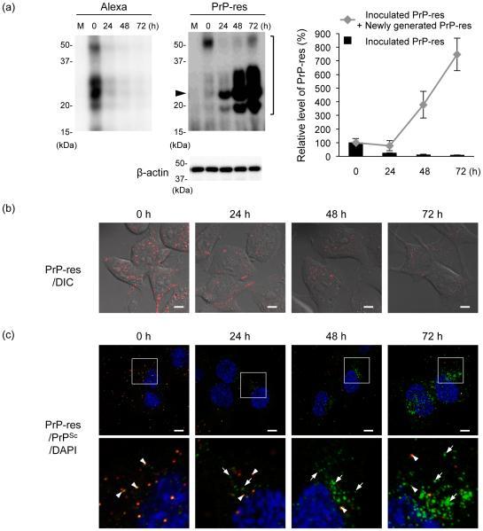 Alexa Fluor 488 Antibody A 11094 alexa-fluor-488-antibody-a-11094
