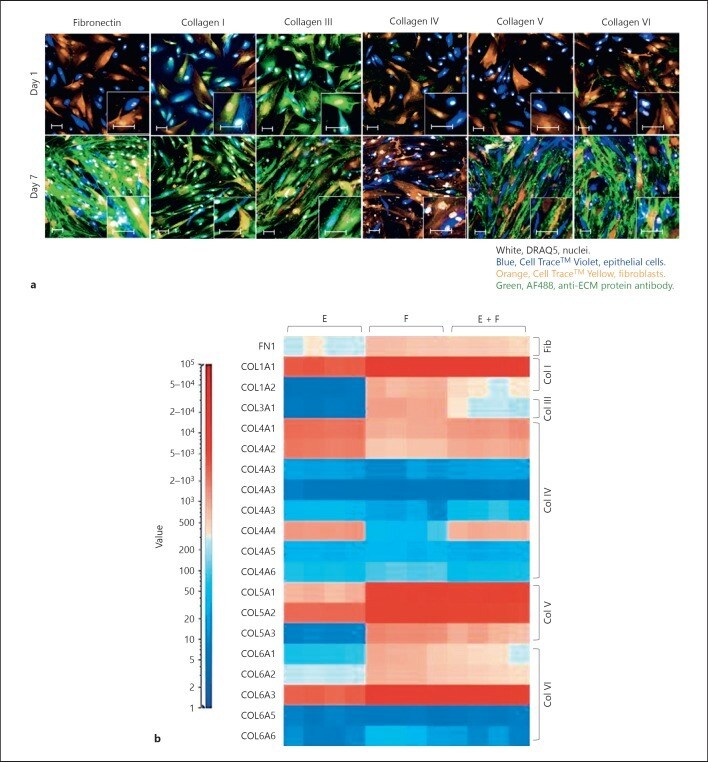 Collagen IV Antibody (14987182)