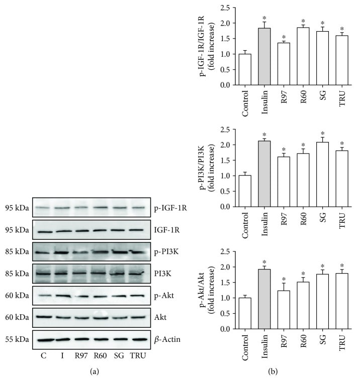Phospho-PI3K p85/p55 (Tyr458, Tyr199) Antibody (PA5-17387)
