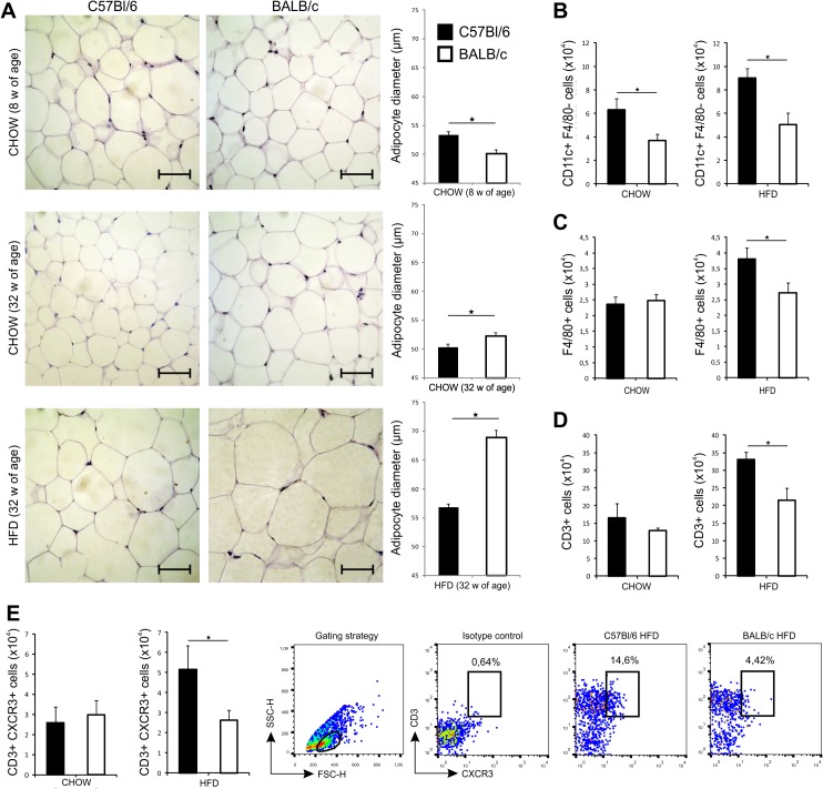 F4/80 Antibody, Alexa Fluor™ 488 (MF48020)