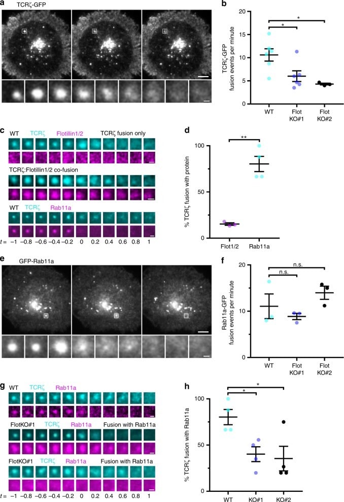 CD28 Antibody, Biotin (13028982)